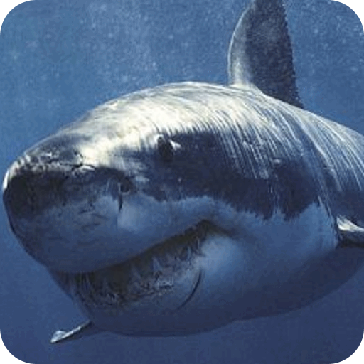 深海大白鲨