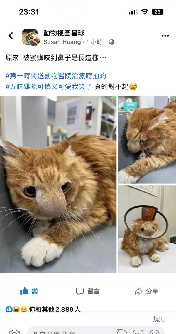 蜜蜂猫表情包有哪些