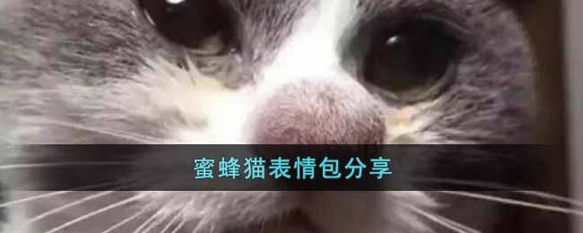 蜜蜂猫表情包有哪些