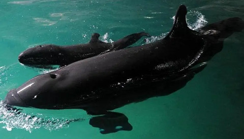 有一种伪虎鲸与虎鲸长得很像明显区别在于