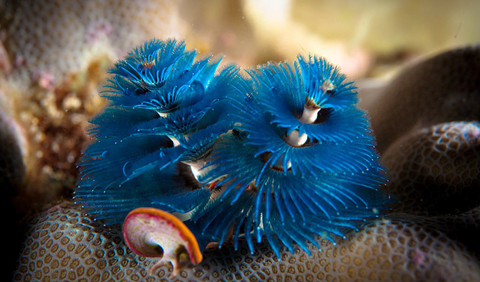 海洋中有一种圣诞树蠕虫，猜猜因为什么而得名？