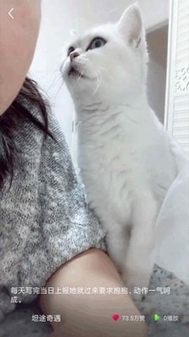 猫咪小视频下载