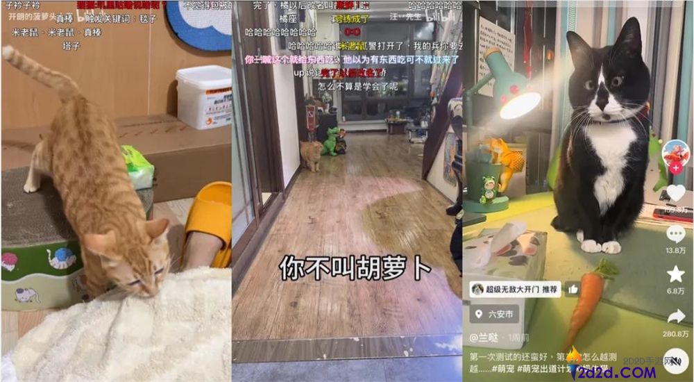 2025最后一个爆梗,“萝卜纸巾猫”事实“真棒”在哪？