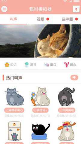 猫叫模拟器最新版下载