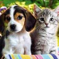 宠物家园app官方版