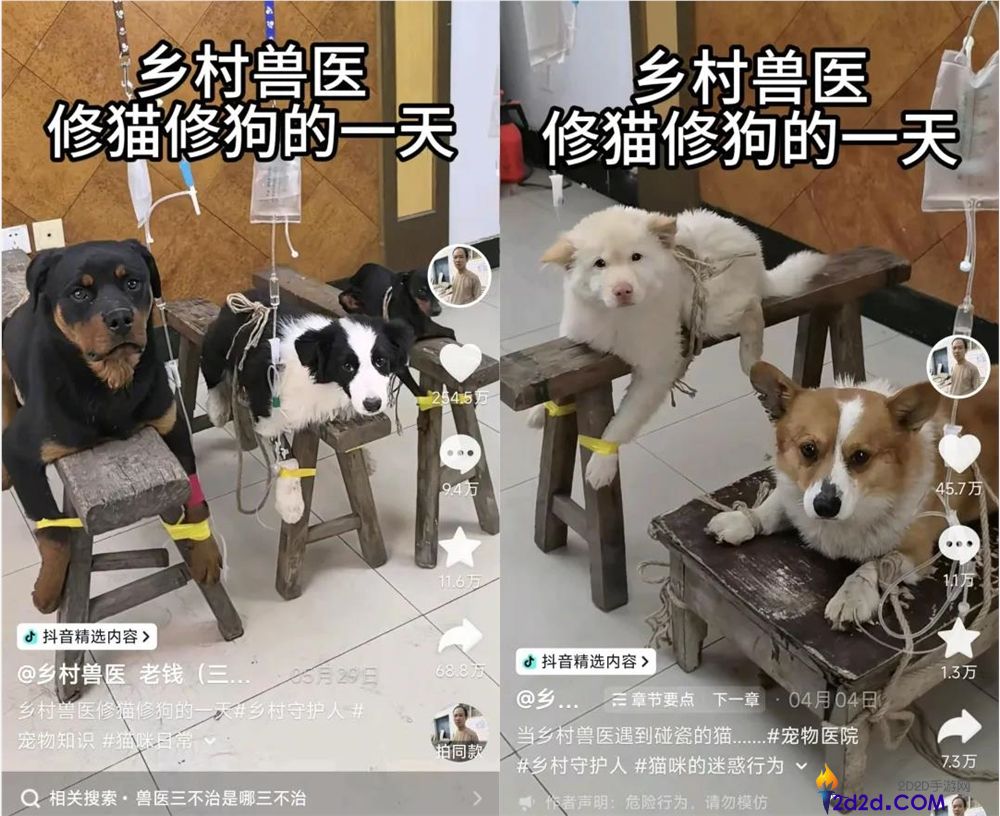 年轻人拒绝带猫狗看病,村庄兽医逆袭成500万粉丝顶流