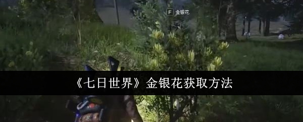 《七日世界》金银花获取方法：金银花的获取途径与使用方式