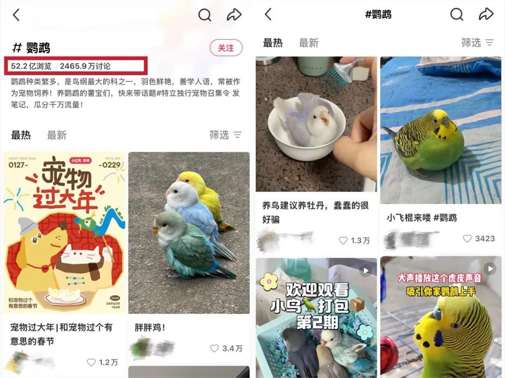 女孩们捧红的“鸟鸟教”,催熟百亿新市场