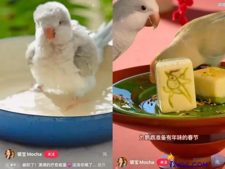 女孩们捧红的“鸟鸟教”,催熟百亿新市场