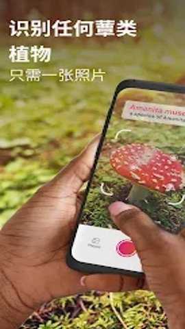 蘑菇识别扫一扫软件中文版破解版下载