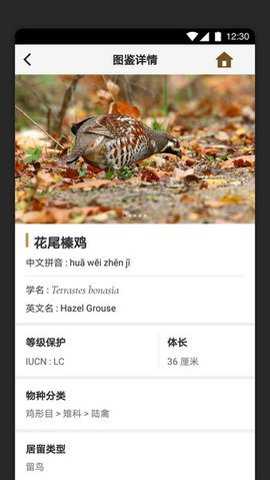 识鸟家安卓版下载